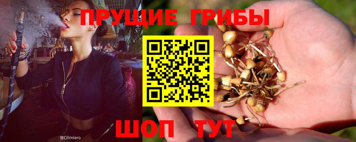 Псилоцибиновые грибы Cubensis Лыткарино
